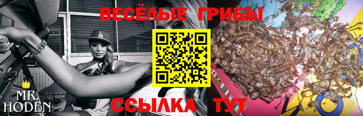Псилоцибиновые грибы Psilocybine cubensis Лесосибирск